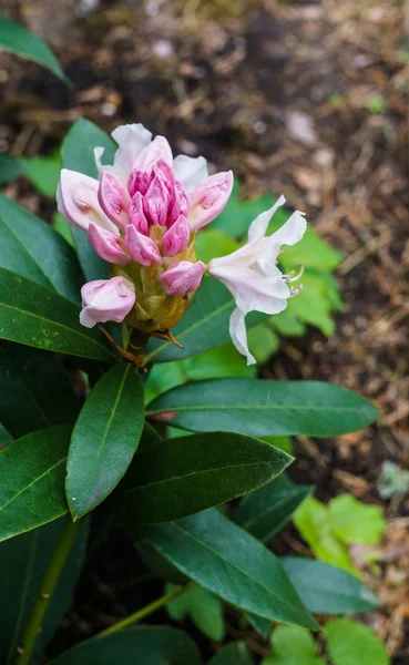 A budding flower of pink rhododendron flower in a city park. — Stock Photo, Image