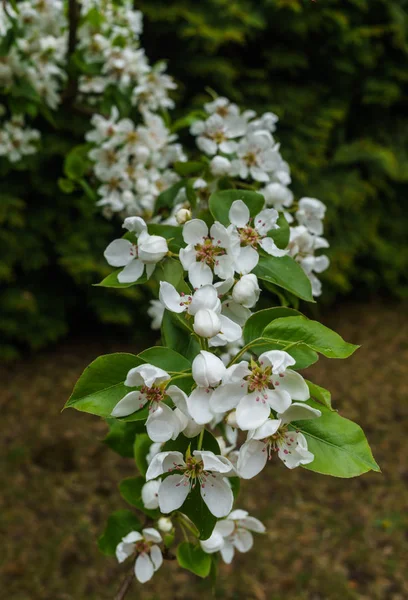 Ramos com delicadas flores de pêra branca na primavera no jardim . — Fotografia de Stock