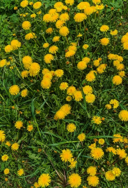Glade van gele bloemen paardebloemetjes onder het groene gras. — Stockfoto