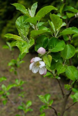 Elmanın pembe çiçeklerini açmaya başladım. Elma unblown çiçek tomurcukları.