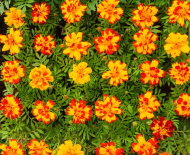 Çiftçi pazarında saksılarda çiçek fidesi. Portakal kadife çiçeği.