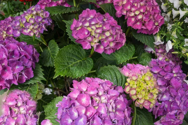 Veilchen, rosa und weiße Hortensien blühen in einem Garten — Stockfoto