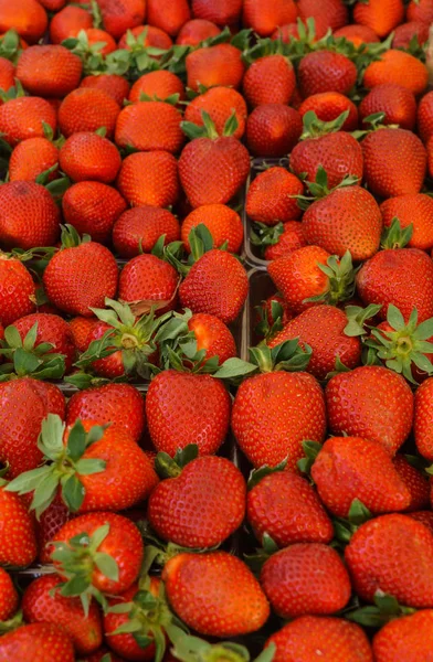 Fresas frescas y fragantes en bandejas en el mercado de agricultores . — Foto de Stock