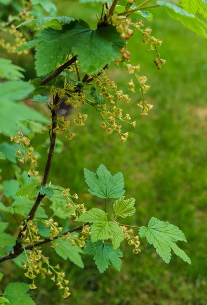 Ovaries and flowers of red currant berries. — Stock Photo, Image