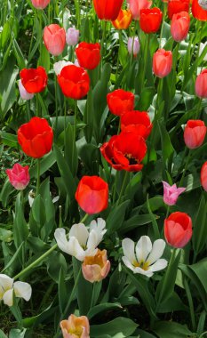 Bahar bahçesinde bahçede çok renkli laleler.