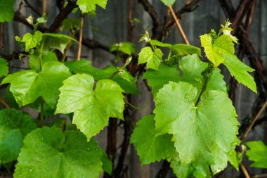 Yağmurdan sonra bahçede küçük yeşil üzüm yumurtalıkları.