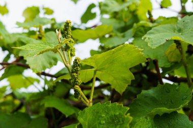Yağmurdan sonra bahçede küçük yeşil üzüm yumurtalıkları.
