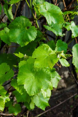 Yağmurdan sonra bahçede küçük yeşil üzüm yumurtalıkları.