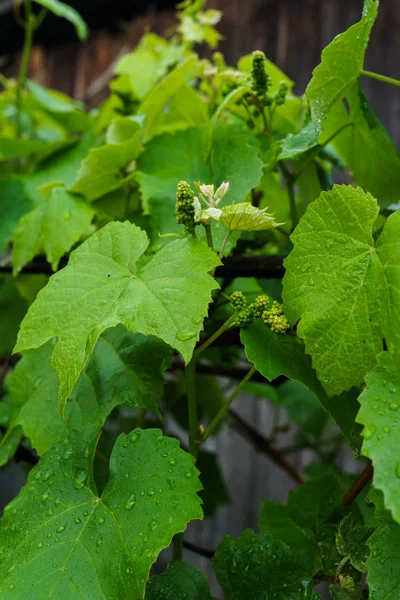 Small green grape ovaries in the garden after the rain. — Stock Photo, Image
