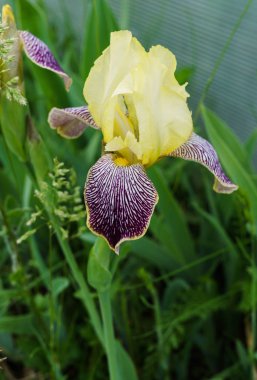 Yaz aylarında bahçede güzel çiçek sarı-leylak iris.