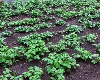 Genç yeşil filizlenmiş patates filizleri bahçede.