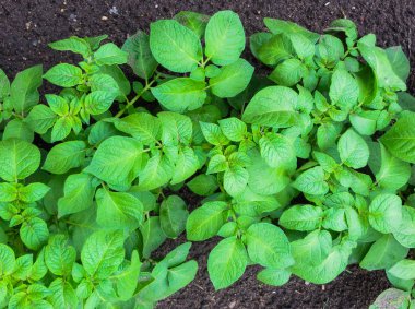 Genç yeşil filizlenmiş patates filizleri bahçede.
