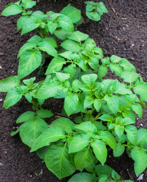 Giovani germogli di patate verdi germogliati in giardino . — Foto Stock