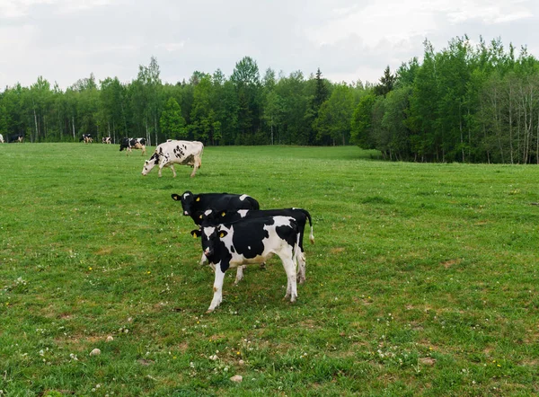 Fekete-fehér tehenek legelnek, és enni füvet a pályán. — Stock Fotó