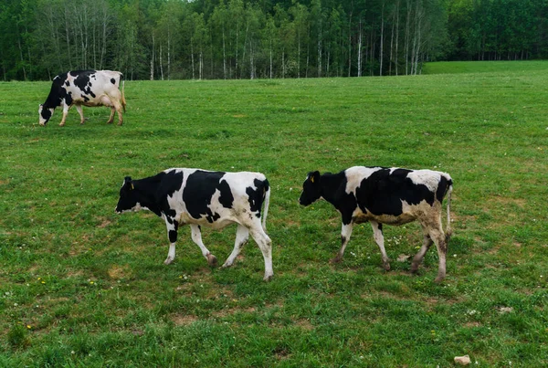 Fekete-fehér tehenek legelnek, és enni füvet a pályán. — Stock Fotó