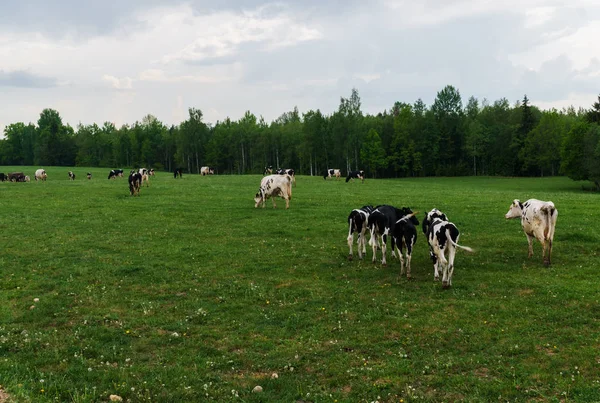 Vacas pretas e brancas pastam e comem grama no campo . — Fotografia de Stock