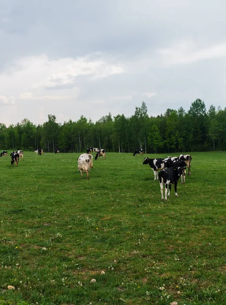 Чорно-білі корови пасуть і їдять траву на полі . — стокове фото