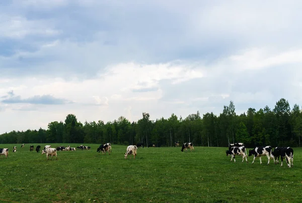 Vacas blancas y negras pastan y comen hierba en el campo . — Foto de Stock