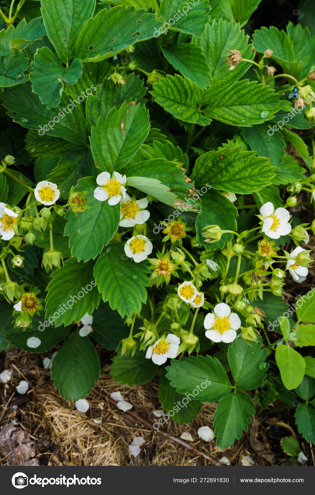 Flowering bushes of strawberries in the garden. Abundant flowering
