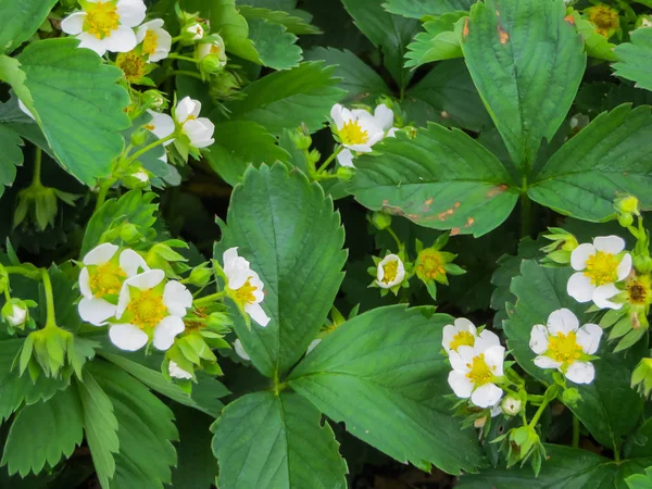 Cespugli fioriti di fragole in giardino. Fragole fiorite abbondanti . — Foto Stock