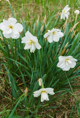 Sahada çimenlerde nergis güzel çalı.