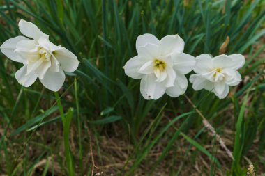 Sahada çimenlerde nergis güzel çalı.
