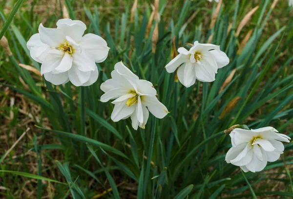 Sahada çimenlerde nergis güzel çalı.