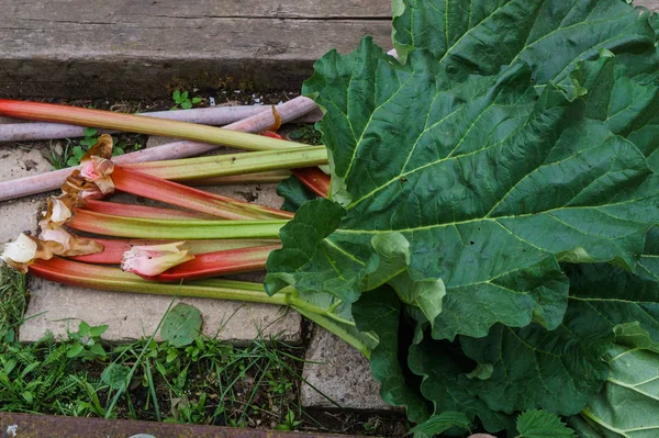 Leaves of rhubarb growing in the garden. First vitamins. — Stock Photo, Image