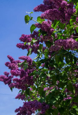 Mayıs ayında yeşil yaprakları ile Koyu Mor Lila dalları.