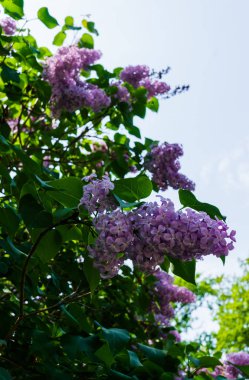 Mayıs ayında yeşil yaprakları ile Açık Mor Lila dalları.
