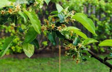 Yeşil elma bukleler ile güzel şube.