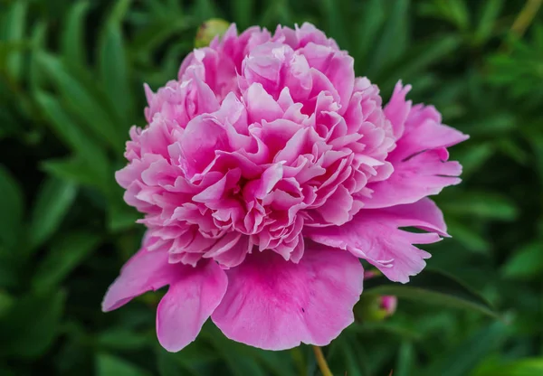 Luxurious bud of pink peony in the midst of green leaves. — Stock Photo, Image