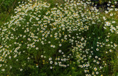 İlaç papatyasının beyaz alanı. Şifalı bitki papatya.