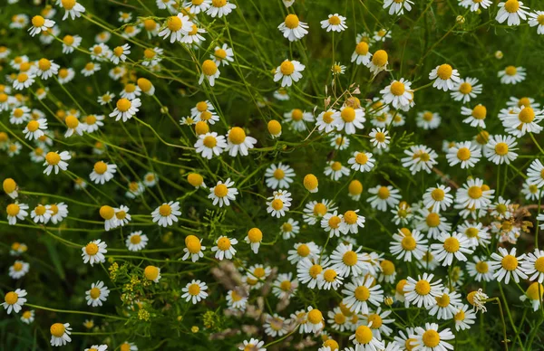 White field of pharmaceutical chamomile.Medicinal plant chamomile. — Stock Photo, Image