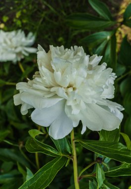 Beyaz şakayıklar çiçek açıyor arka planda pembe çiçekler.