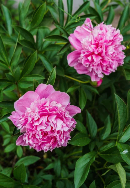 緑の葉の真っ只中にピンクのピオニーの豪華な花. — ストック写真