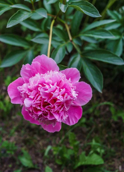 Lujoso brote de peonía rosa en medio de hojas verdes . —  Fotos de Stock