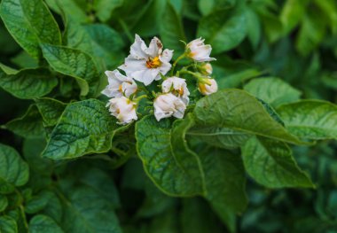 Yeşil yaprakları ve çiçek açan beyaz çiçekler ile Patates çalı.