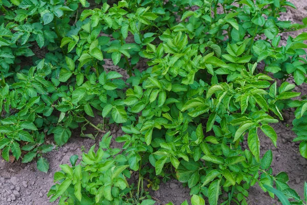 Giovani germogli di patate verdi germogliati sul campo . — Foto Stock