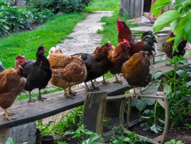 Bir köy evinin avlusunda, kınalı güzel bir horoz yürüyor. Bahçedeki tavuklar bankta oturup patikaboyunca yürürler..
