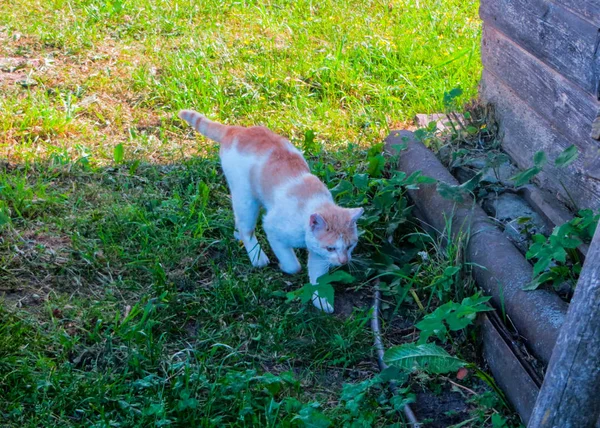 Czerwony kot krajowy chodzenie przez trawę w ogrodzie. — Zdjęcie stockowe