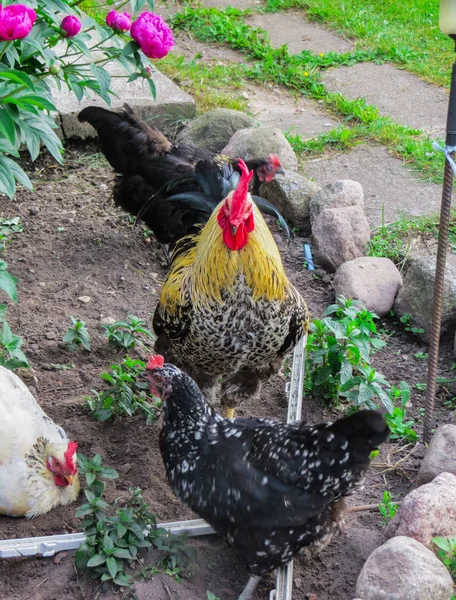 Un hermoso gallo con gallinas está caminando en el patio de una casa de pueblo . —  Fotos de Stock