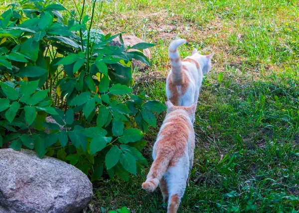 2匹の白い子猫が散歩に行った. — ストック写真