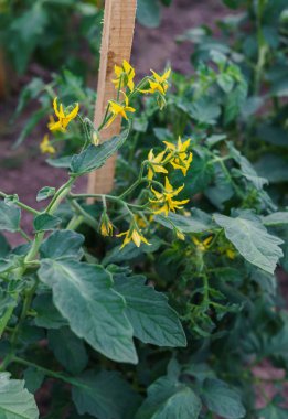 Serada yetişen sarı çiçekli domates..