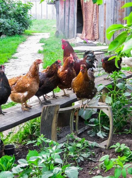 Ein schöner Hahn mit Hühnern läuft im Hof eines Dorfhauses. Hühner im Hof sitzen auf der Bank und gehen den Weg entlang. — Stockfoto