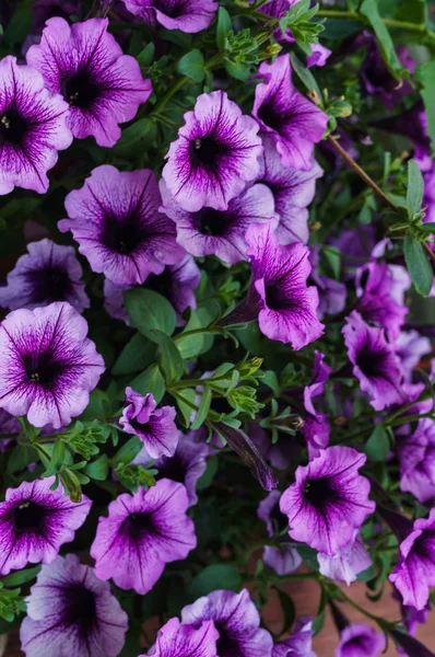 Bouquet of purple petunias in a flower pot. — Stock Photo, Image