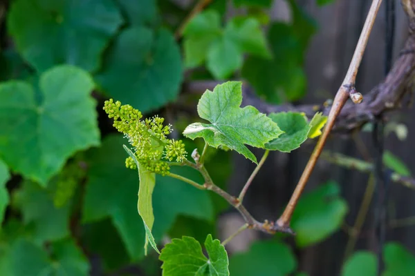 Ovaires verts de raisins à fleurs dans le jardin . — Photo