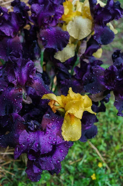 Yağmurdan sonra su damlaları ile mor irises bir buket. — Stok fotoğraf