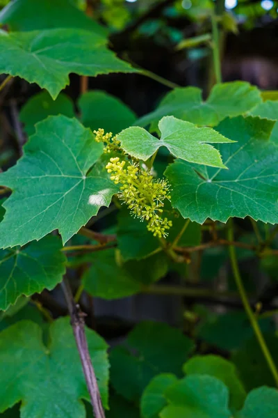 Green ovaries of flowering grapes in the garden. — Stock Photo, Image