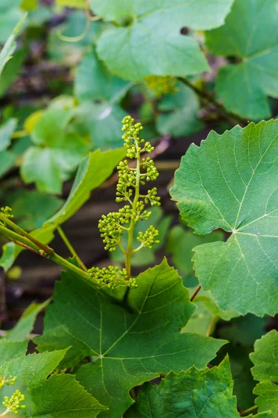 Green ovaries of flowering grapes in the garden. — Stock Image Green ovaries of flowering grapes in the garden. Stock Image